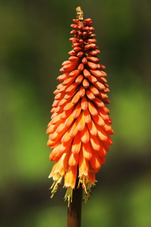 Kniphofia ALCAZAR (2)