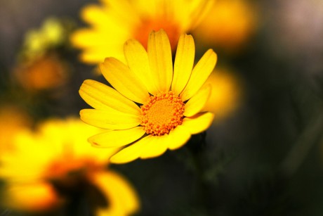 Chrysanthemum coronarium (2)