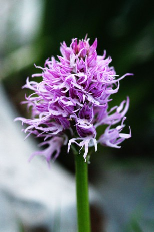 Orchis italica