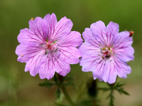 Kakost Geranium tuberosum