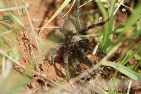 Sklípkan Chaetopelma olivaceum (3)