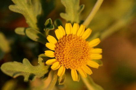 Asteriscus graveolens