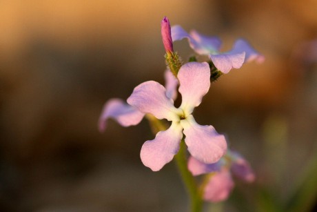 Matthiola aspera