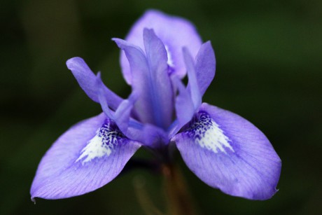 Moraea sisyrinchium