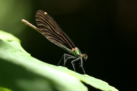 Motýlice obecná - samice (1)
