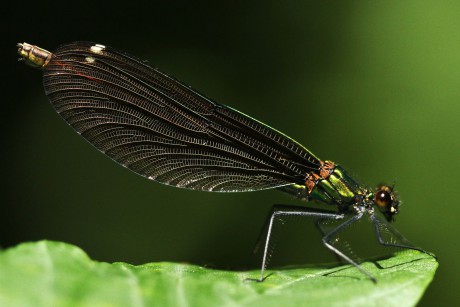 Motýlice obecná - samice (3)