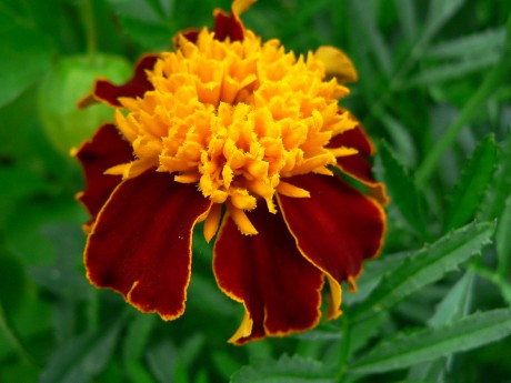 Tagetes patula