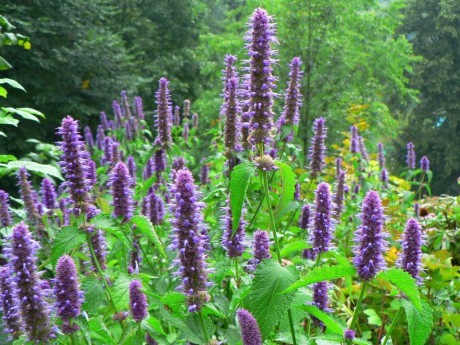 Agastache urticifolia