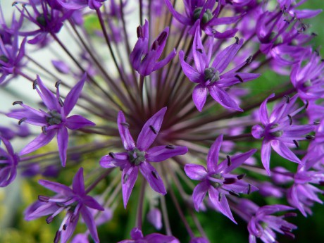 Allium aflatunense