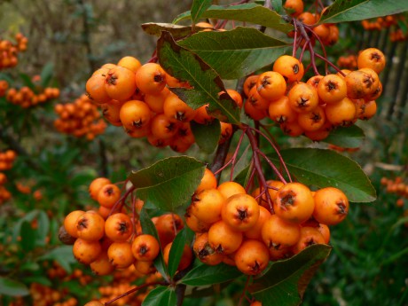 Pyracantha coccinea