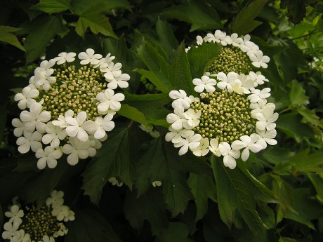 Viburnum opulus