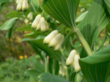 Polygonatum multiflorum