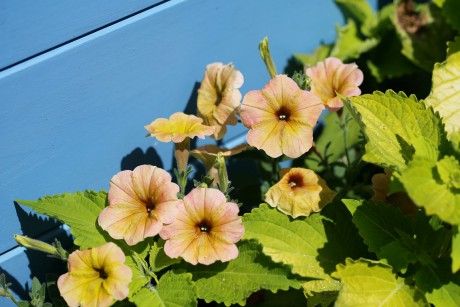 Petunia hybrida