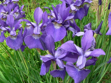 Iris sibirica