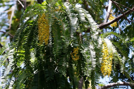 Cassia ferruginea