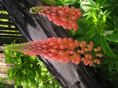 Lupinus polyphyllus (1)