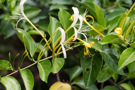 Lonicera hildebrandiana