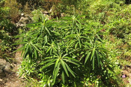 Pryšec_Euphorbia mellifera