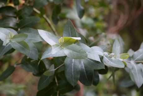 Eucalyptus globulus_ (1)