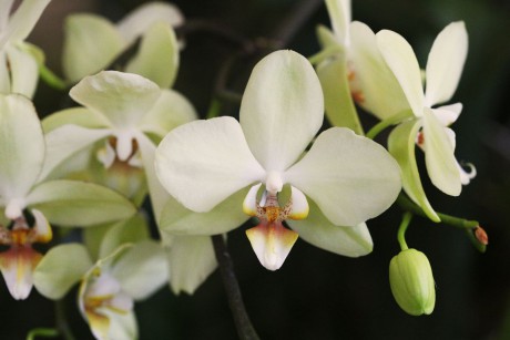 Orchideaceae (5)