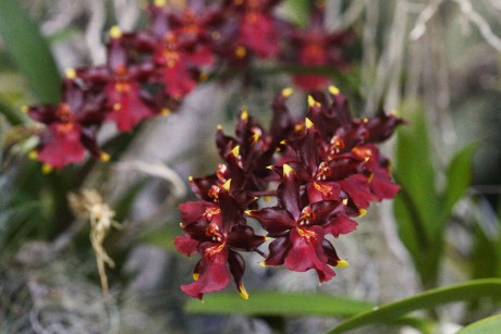 Orchideaceae (8)