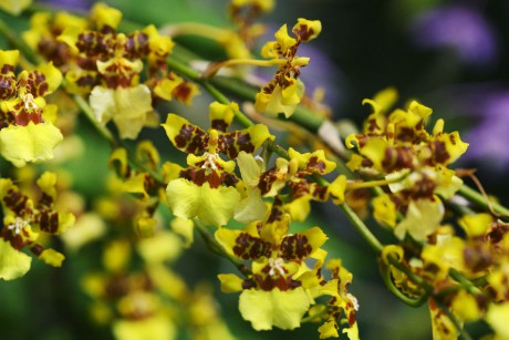 Orchideaceae (9)