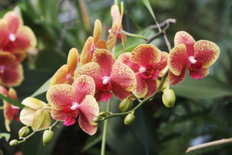 Orchideaceae (11)