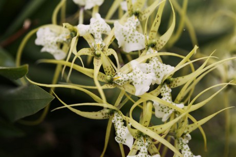 Orchideaceae (13)