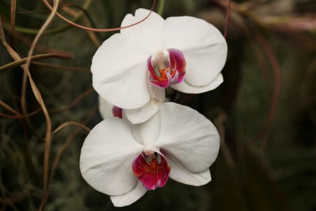 Orchideaceae (14)