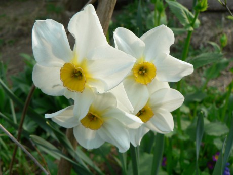 Narcissus tazetta