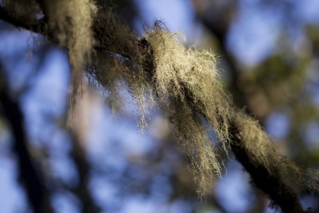 Madeira_2015_07_30 (6)_Rabacal_lišejník rodu Usnea