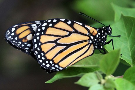 Monarcha Danaus plexippus (1)