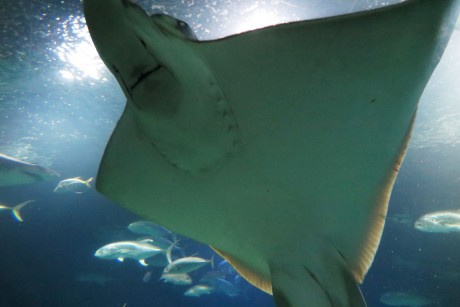 Oceanárium Valencia_2015_09_23 (20)