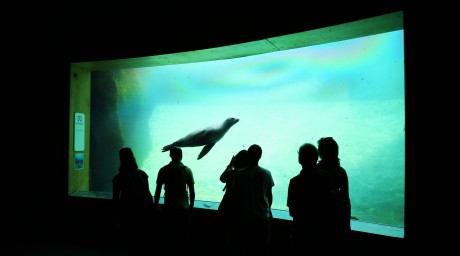 Oceanárium Valencia_2015_09_23 (87)