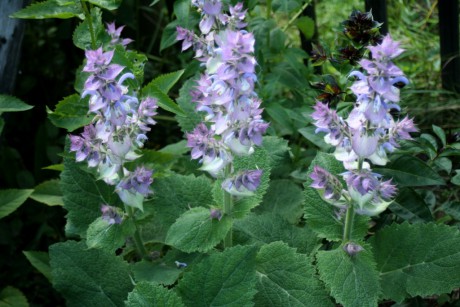 Salvia sclarea