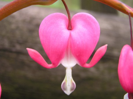 Dicentra spectabilis