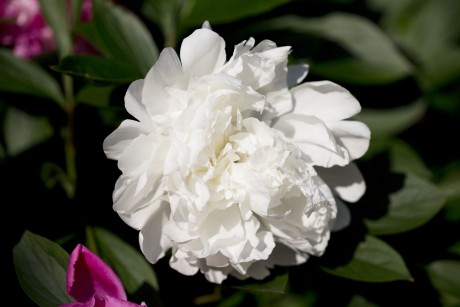 Paeonia lactiflora PRIMEVÉRE