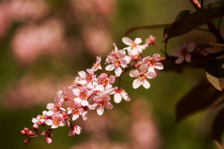 Prunus padus COLORATA