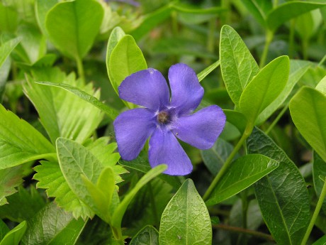 Vinca minor