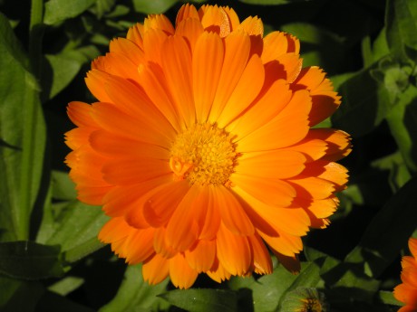 Calendula officinalis