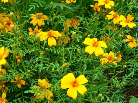 Tagetes tenuifolia