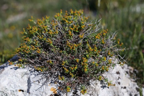 Pryšec Euphorbia spinosa