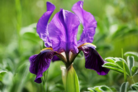 Kosatec Iris bicapitata (2)
