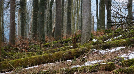 Šumava_Stožec_2017 (10)