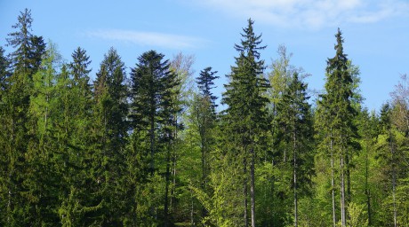 Stezka korunami stromů - stavba - Janské Lázně (1)