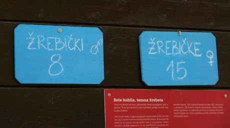 2017_09_29_Lipica_hřebčín_23