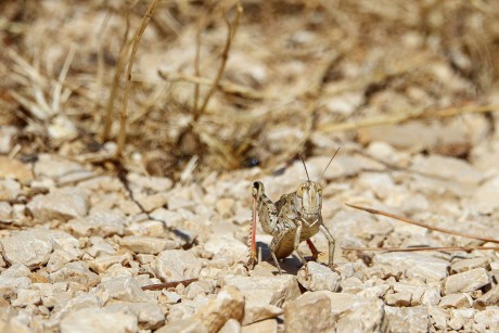 Saranče sp.