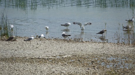 2017_07_Chorvatsko_Vranské jezero (5)