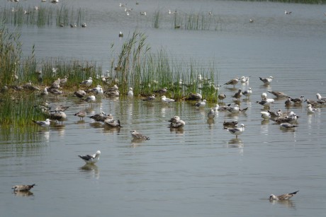 2017_07_Chorvatsko_Vranské jezero (10)