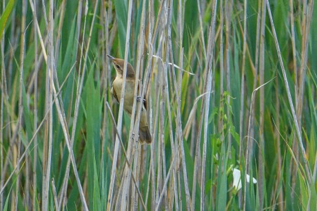 2017_07_Chorvatsko_Vranské jezero_rákosník velký (3)